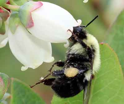 Invest in pollination for success with highbush blueberries MSU